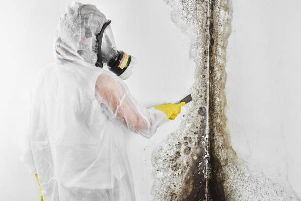 Best Basement Mold Removal  in Fredericktown, OH